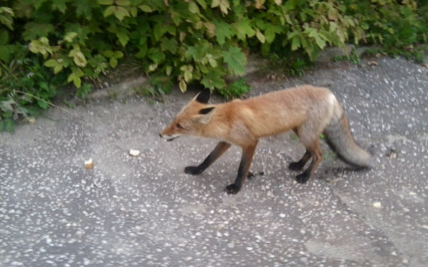 В деревне Кировской области нашли бешеное животное