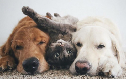 Раками будут манипулировать, а Тельцы устроят личную жизнь: гороскоп на пятницу