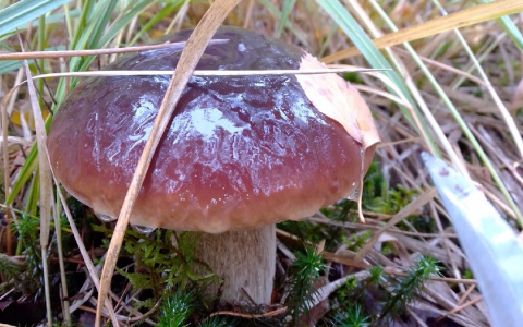 «А у нас белые! За час – три ведра»: кировчане делятся результатами тихой охоты