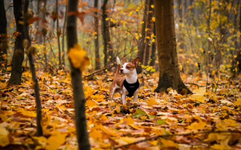 Овны обречены на успех, а Рыбы окажутся перед выбором: гороскоп на выходные