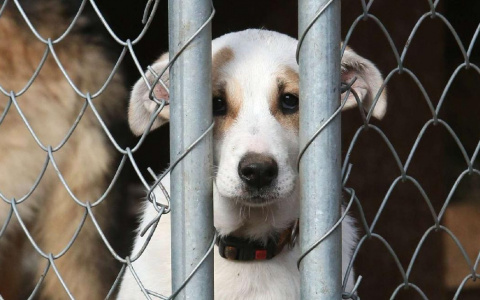 Прокуратура призвала кировские власти соблюдать закон об ответственном обращении с животными
