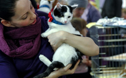 В Кирове пройдет бесплатная вакцинация домашних животных