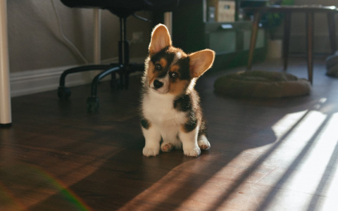 Львам воздастся по заслугам, а Рыбы будут драматизировать: гороскоп на среду