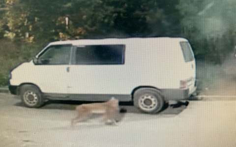 «Не исключено, что эта рысь — сбежавшее прирученное животное»: в правительстве об инциденте у парка Победы