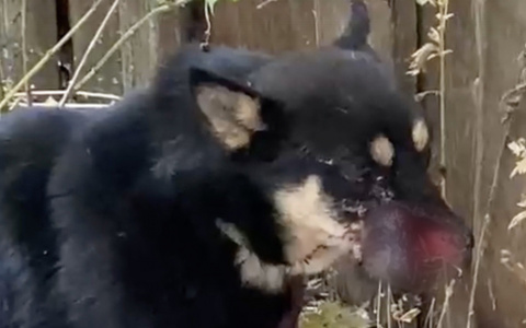 В Кировской области подросток изувечил собаку газонокосилкой