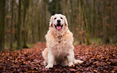 Раки уйдут в мир фантазий, а Девам «бросят перчатку в лицо»: гороскоп на четверг