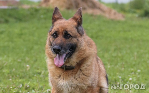 Кировчанку оштрафовали за непривитую собаку