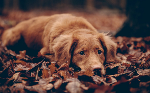 Львы замкнутся в себе, а Близнецы заработают: гороскоп на неделю