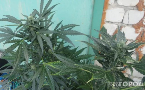Полицейские обнаружили коноплю в доме жителя Кировской области