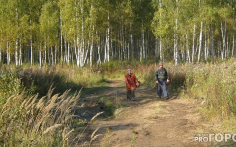 В Кировской области нашли пропавшего в лесу 67-летнего грибника