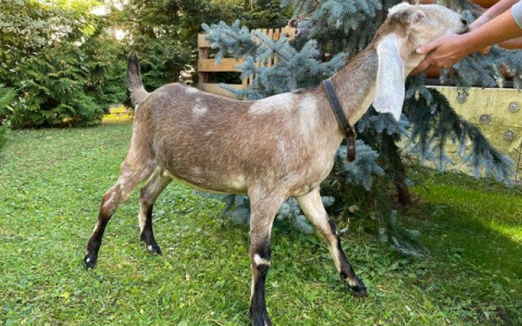 В Кирове продают необычных англо-нубийских коз от 35 тысяч рублей