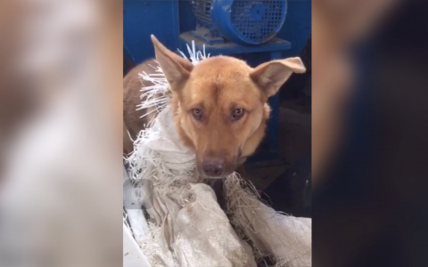 Волонтеры: «На китайском предприятии в Чепецком районе держат замученных собак для еды»