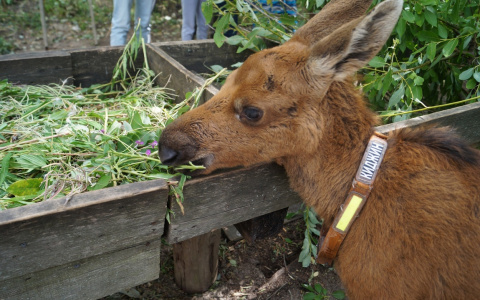 Жителей Кировской области наградили за спасение новорожденного лосенка