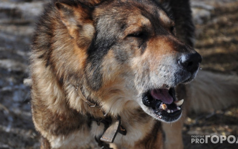 В Вятскополянском районе у собаки подтвердилось бешенство