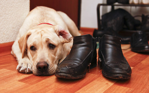 Кто заботится о питомцах кировчан, если их положили в больницу?