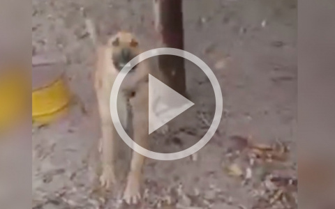 Зоозащитники выявили новый факт издевательств над собаками в Кирово-Чепецке