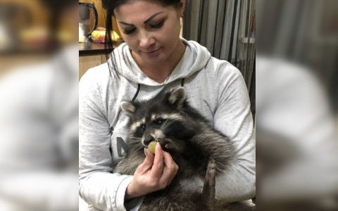 В Кирове девушка ищет пропавшего домашнего енота за вознаграждение