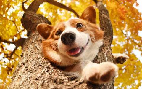 Овны пойдут на компромисс с совестью, а Весы преодолеют трудности: гороскоп на воскресенье