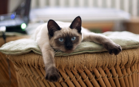 Скорпионов ждут приятные встречи, а Козерогов похвала руководства: гороскоп на неделю