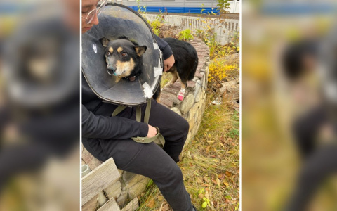 Стало известно о состоянии покалеченного газонокосилкой пса в Кировской области