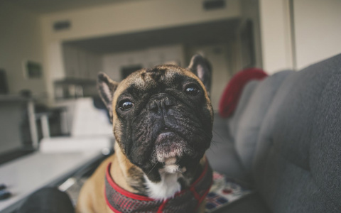 Авторитет Тельцов подорвут, а Водолеев потянет на риски: гороскоп на вторник