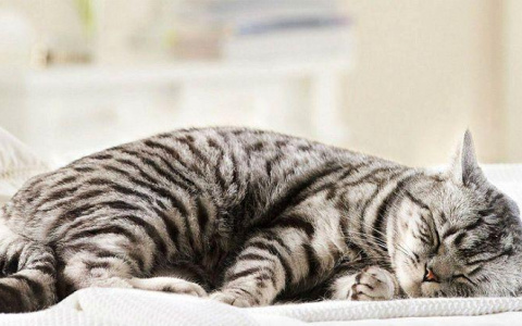 Где похоронить питомца, если земля промерзла?