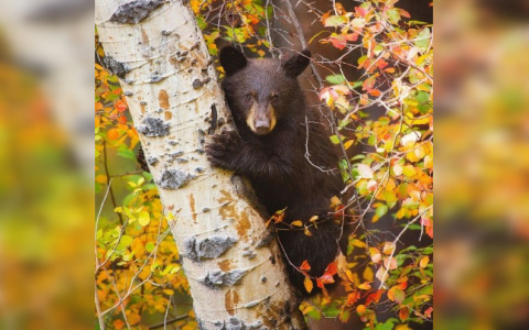 В Вятскополянском районе медведь разорвал мужчине лицо
