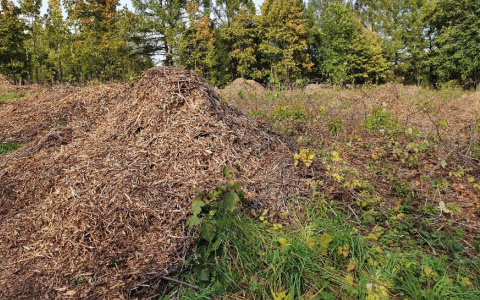В кировском дендропарке ликвидировали семь свалок