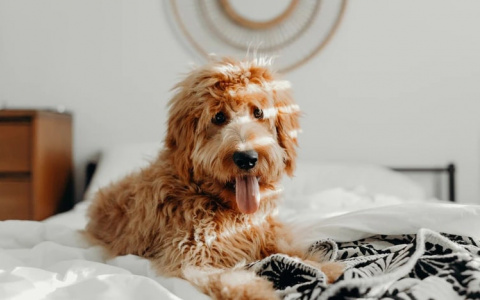 Тельцы влюбятся, а Львам понадобится поддержка: гороскоп на пятницу