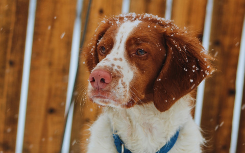 Тельцы обзаведутся поклонником, а Раки расставят точки над «и»: гороскоп на четверг