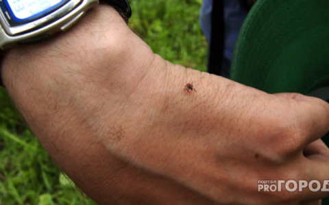 В Кирове один человек скончался от укуса клеща