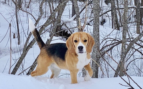 В Кировской области потерялся бигль: нашедшему обещают 50 тысяч рублей