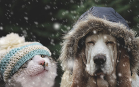 Трем знакам зодиака крупно повезет в ноябре