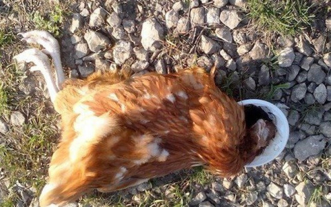 На птицефабрике в Кировской области зафиксирована массовая гибель птицы