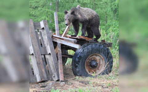Семейство медведей держит в страхе целый город в Кировской области
