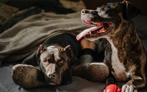 Водолеев ждет подарок, а Рыбам «‎подложат свинью»: гороскоп на воскресенье