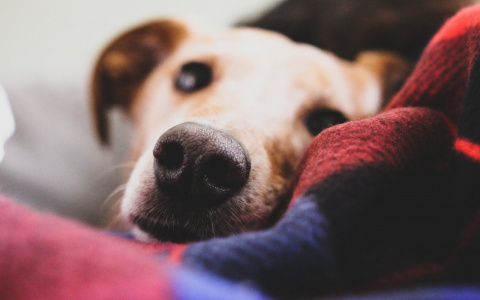 В Львах проснется чувство долга, а Стрельцы будут скучать: гороскоп на пятницу