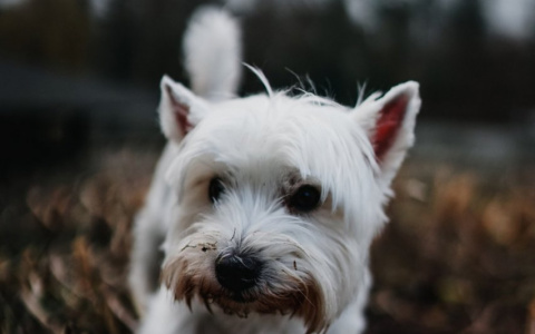 У Скорпионов новый роман, а Раки проявят агрессию: гороскоп на выходные