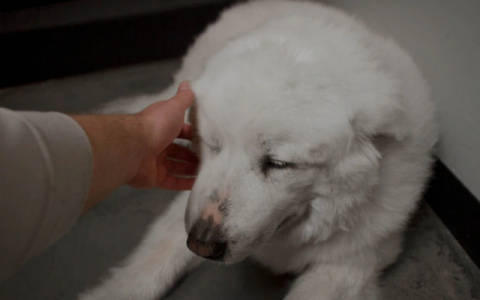 Тельцам откроются новые возможности, а Девы столкнутся с соблазнами: гороскоп на воскресенье