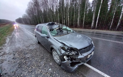 Житель Кировской области сбил лося на трассе: один человек госпитализирован