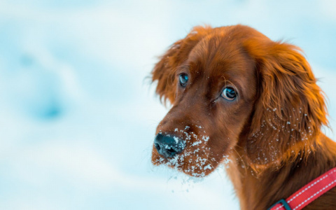 Львы уйдут с работы, а Рыбам придется «попотеть»: гороскоп на вторник