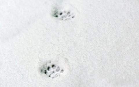 Стрельцы завоюют мир, а Козерогам сядут на шею: гороскоп на среду