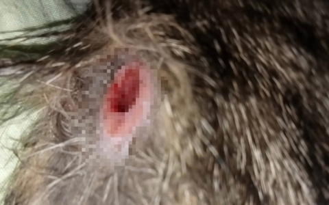 В Мурашах неизвестные стреляют в домашних животных