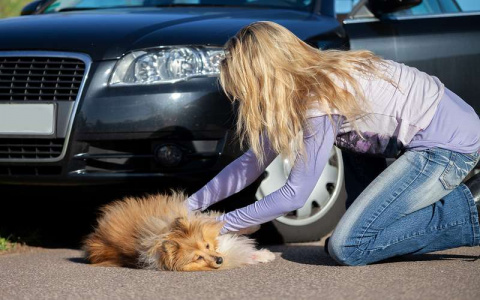 Что делать, если собаку сбила машина?