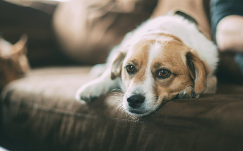 Раков потянет на перемены, а Львы останутся без сил: гороскоп на неделю