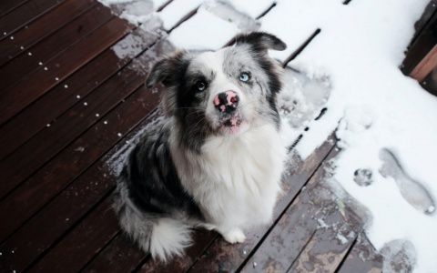 Львы заскучают, а у Рыб все потихоньку налаживается: гороскоп на вторник