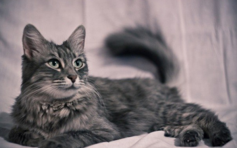 Ученые назвали животных, которые могут переносить коронавирус