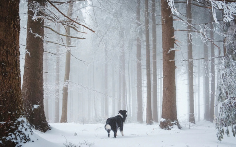 Близнецам не хватит времени, а Раки начнут хандрить: гороскоп на пятницу