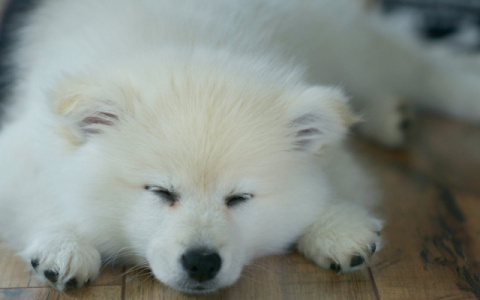 Рыбы обзаведутся полезными связями, а Львы разнообразят личную жизнь: гороскоп на воскресенье