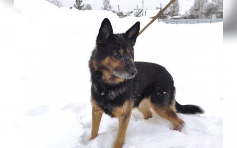 В Кировской области служебный пес Вест раскрыл два нападения на пенсионеров
